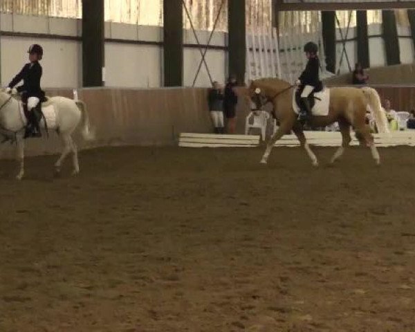 Dressurpferd Neda (Deutsches Reitpony, 1992, von New Star)