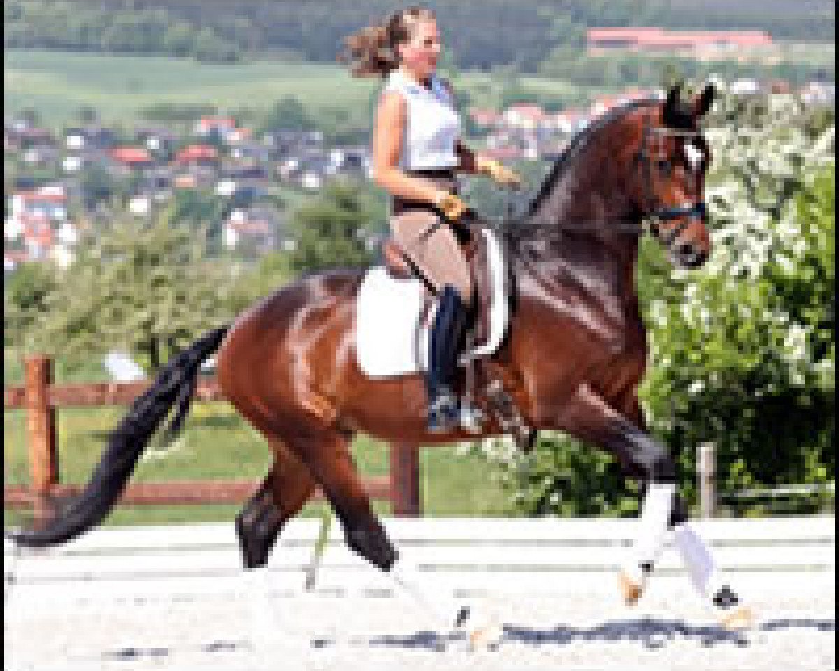Pferd Curator 2 (Hannoveraner, 2004, von Conteur)