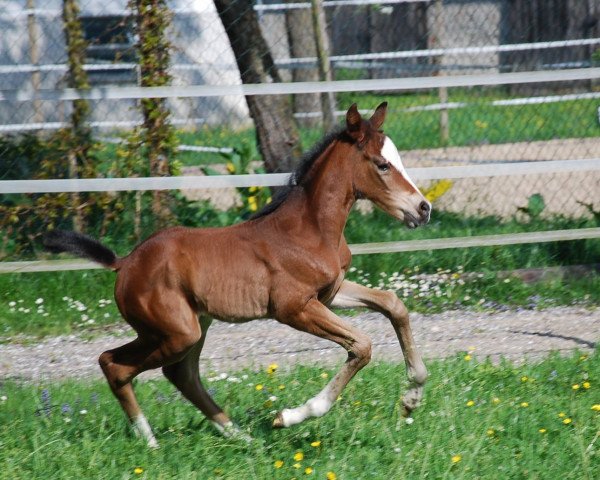 Pferd Wyamia (Oldenburger, 2015, von Skydiver 4)