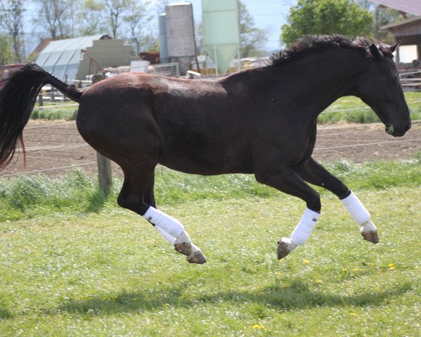 horse Dienero 2 (Oldenburg, 2004, from Depardieu 11)
