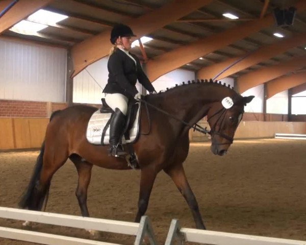 dressage horse Robbi Tobbi H (Westphalian, 1992, from Rubinstein I)