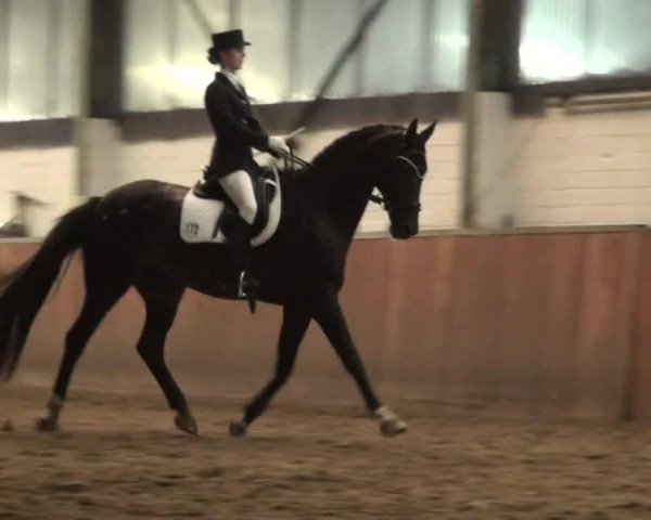 dressage horse Faro (Westphalian, 1996, from Funkenspiel)
