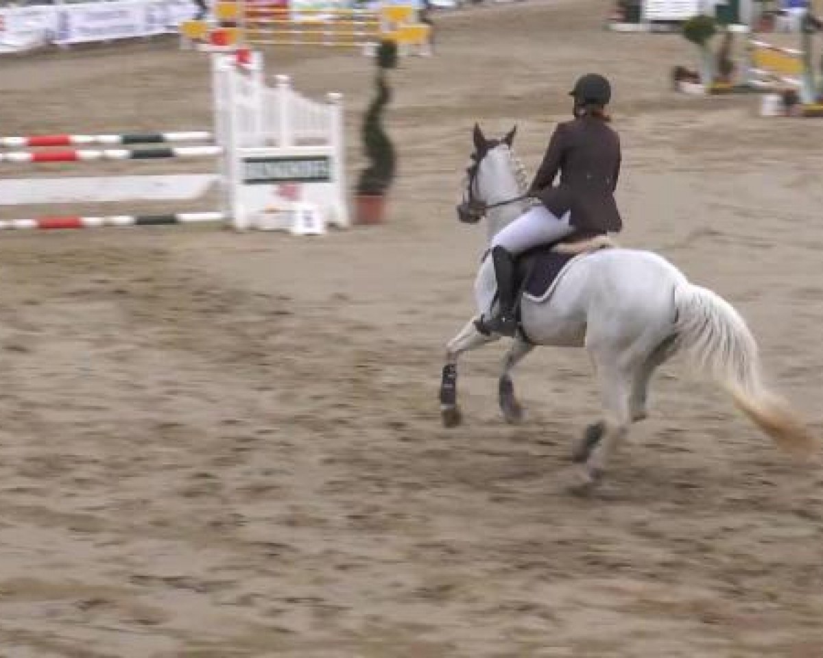 jumper Corrada VL (Westphalian, 1999, from Contago)