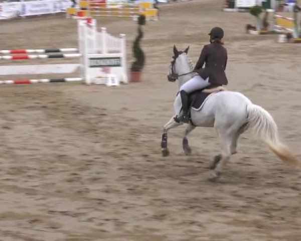 jumper Corrada VL (Westphalian, 1999, from Contago) jumper Corrada VL (Westphalian, 1999, from Contago)
