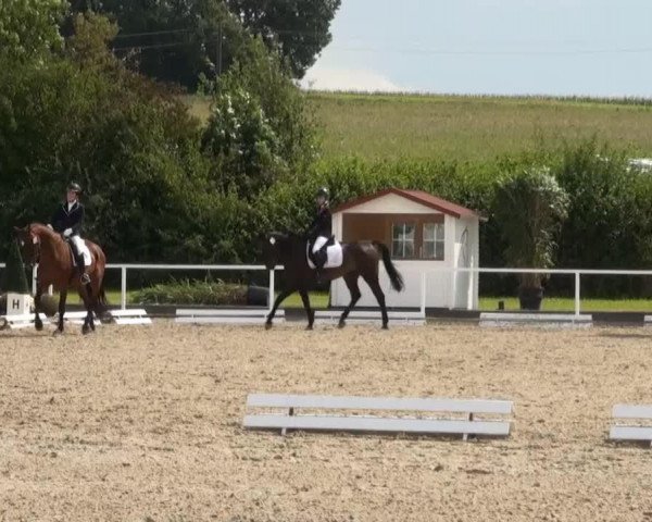 dressage horse Chariot (Westphalian, 1998, from Florestan I)