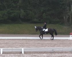 dressage horse Dolly Dollar 7 (Westphalian, 1996, from Donnerschlag)