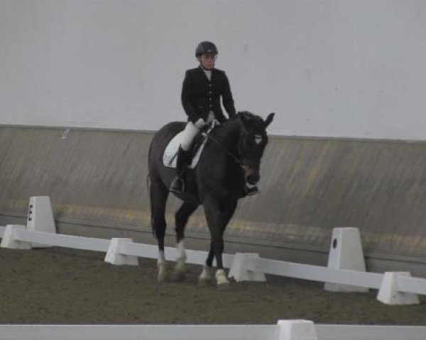 Springpferd Gutenberg (Westfale, 1996, von Goetz)