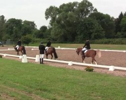 dressage horse Feliciano (Westphalian, 1998, from Florestan I)