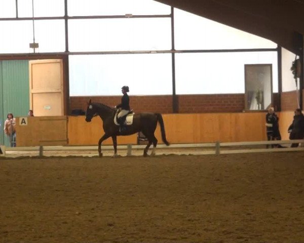 dressage horse Escorial 101 (Westphalian, 1995, from Ehrentusch)