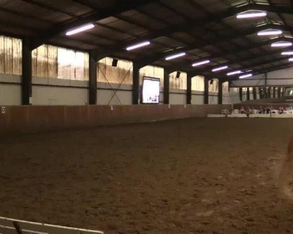 dressage horse Flash-Fire (Appaloosa, 1995, from Mr. Spring Bar)