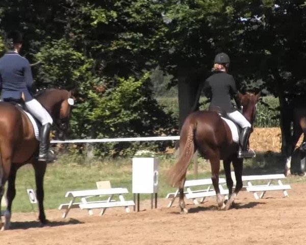 dressage horse Renaldo P (Westphalian, 1993, from Rimini)
