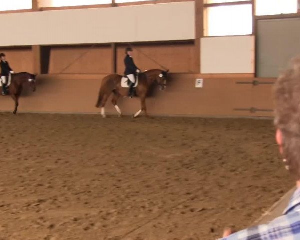Zuchtstute Mondria (Westfale, 1996, von Matador)