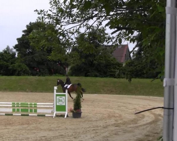 horse Grenouille 2 (Westphalian, 1998, from Grandilot)