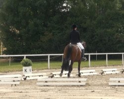 dressage horse Hawai SB (Westphalian, 1999, from Hohenstein I)