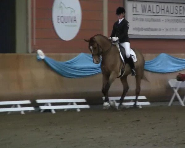 dressage horse Fontano (Westphalian, 1997, from Florestan I)
