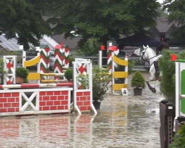 Springpferd Sarelys (Westfale, 1998, von Salinator)