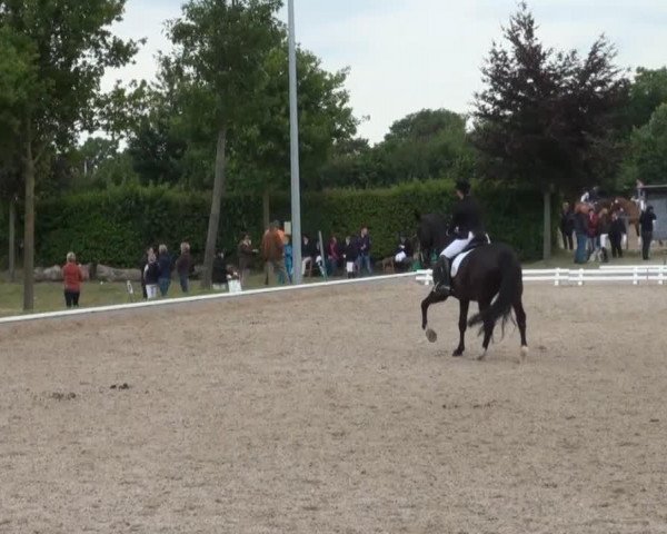 Dressurpferd Wesley 92 (Westfale, 1998, von Weltruf)