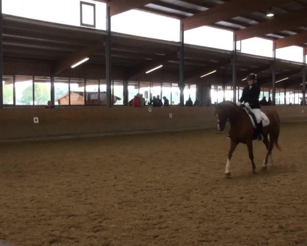dressage horse Chapeau Claque 24 (Westphalian, 1995, from Cartusch)