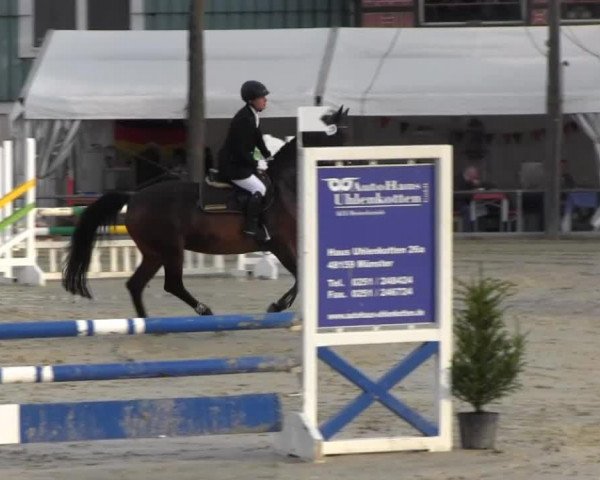 jumper Lady Tom (Westphalian, 1994, from Landino)