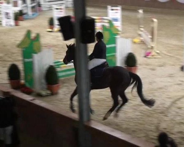 Springpferd Polyfee (Westfale, 1997, von Polygraf)