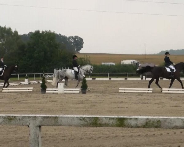 dressage horse Wayu 4 (Westphalian, 1999, from Weltrat) dressage horse Wayu 4 (Westphalian, 1999, from Weltrat)