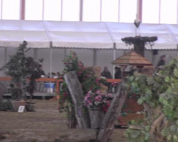 Springpferd My Fee (Deutsches Reitpony, 1995, von Mylord)