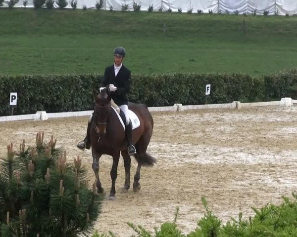 Dressurpferd Cherimoya (Westfale, 1996, von Charmant)