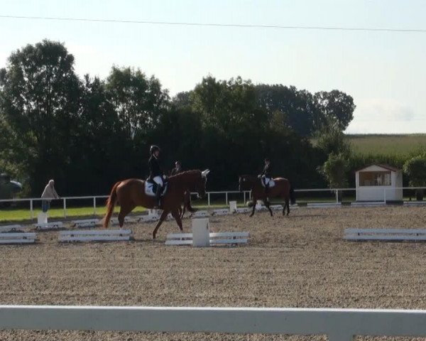 dressage horse Release (Westphalian, 1998, from Ravallo 115 FIN)