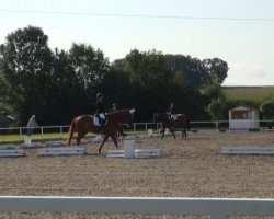 dressage horse Release (Westphalian, 1998, from Ravallo 115 FIN)