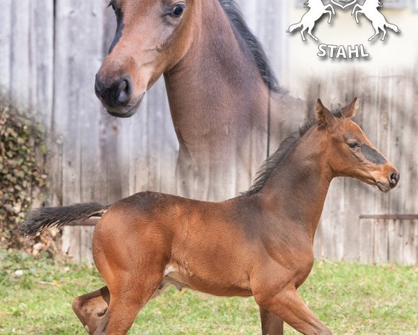 Springpferd Corjano US (Holsteiner, 2015, von Cormint)