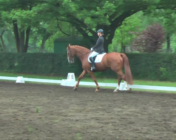 dressage horse D'anjour (Westphalian, 1996, from D'Accord)