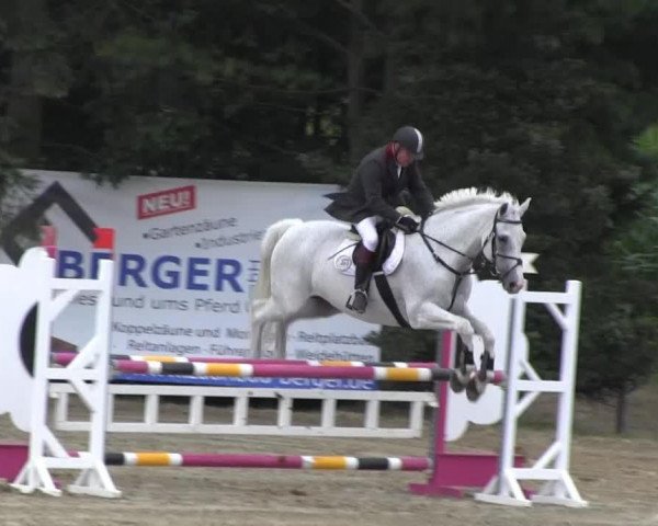 Springpferd Cavallino H (Westfale, 1999, von Calido I)