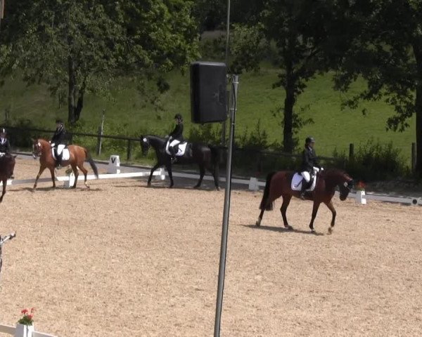 horse Charisma 153 (Westphalian, 1999, from Concepcion xx)