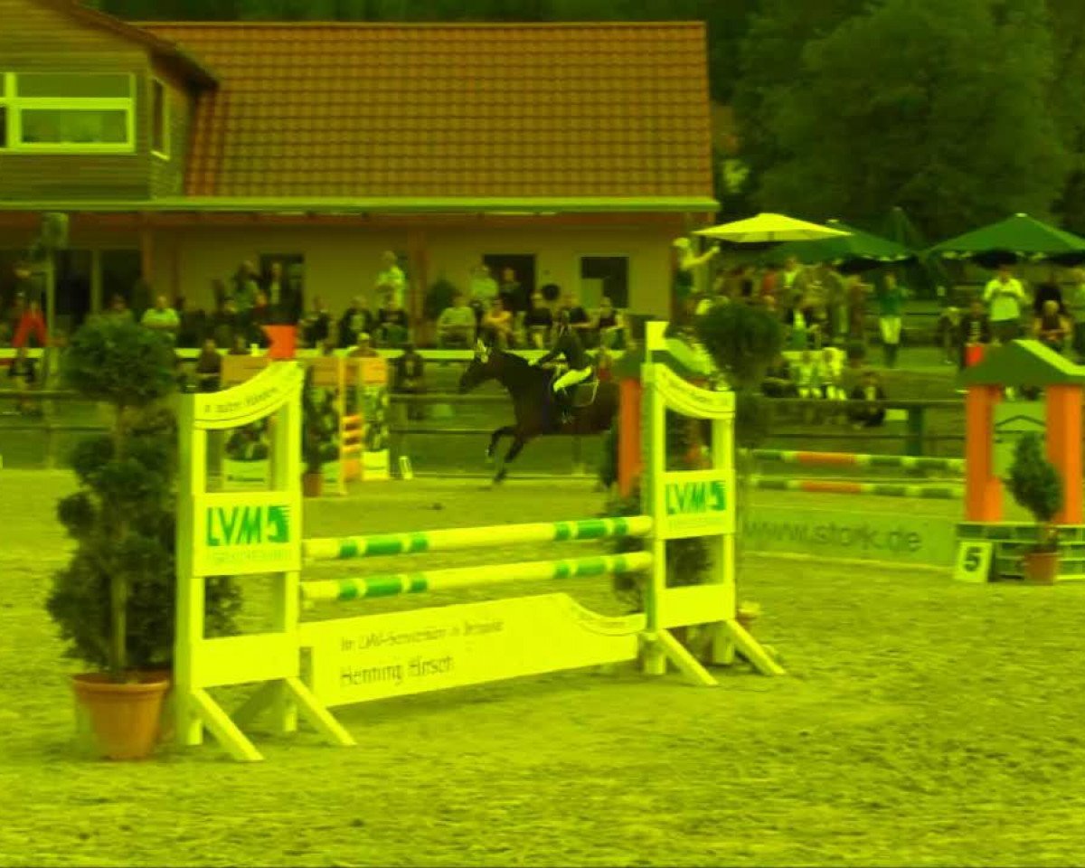 jumper Eldorado 99 (Westphalian, 1997, from Ehrentusch)