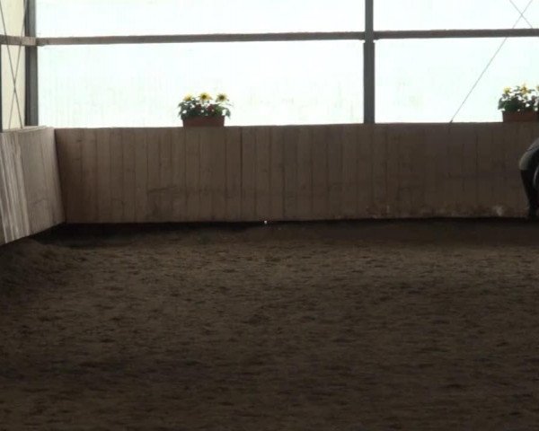 dressage horse Rubis Noir (Westphalian, 1991, from Rubinstein I)