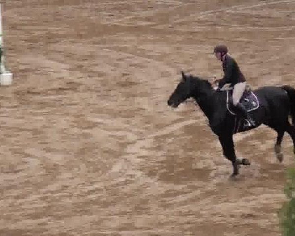 Springpferd Men in Black (Sachsen-Anhaltiner, 1997, von Grundstein II)