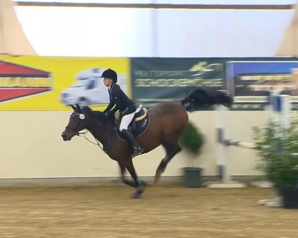 jumper Chukk (German Riding Pony, 1997, from Condor II)