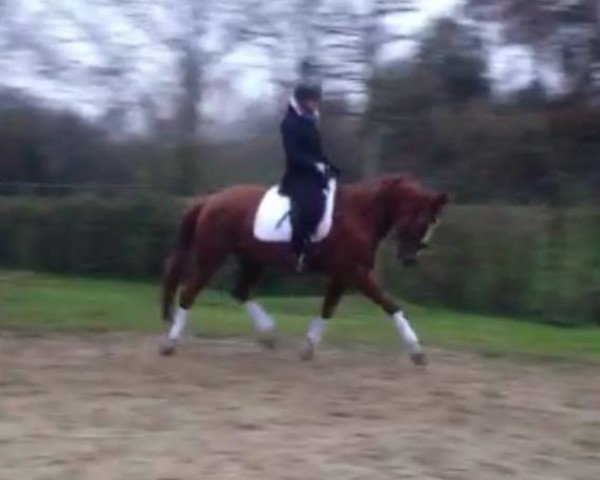 broodmare Furiosa 67 (Rhinelander, 2008, from Flatley 2)
