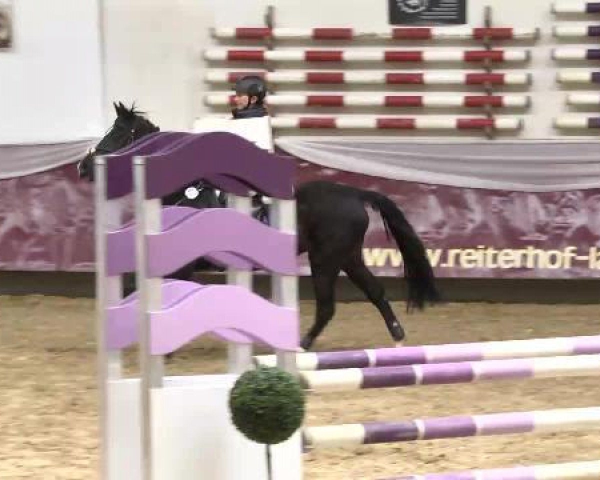 broodmare La Fajette (German Riding Pony, 1996, from Kooihuster Teake)