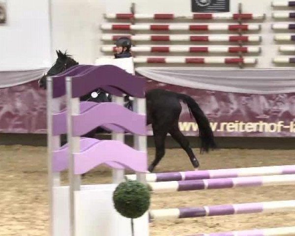 broodmare La Fajette (German Riding Pony, 1996, from Kooihuster Teake)