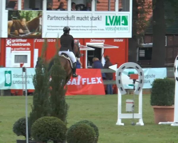jumper Miss Montana 3 (Oldenburg, 1999, from Santander H)