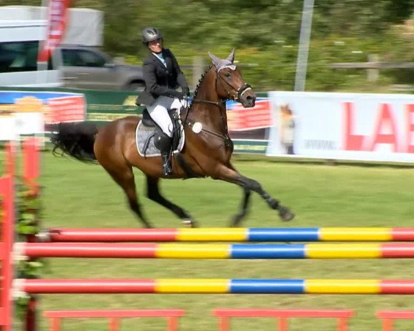 Springpferd Atlantis 140 (Oldenburger, 1998, von Athlet Z)