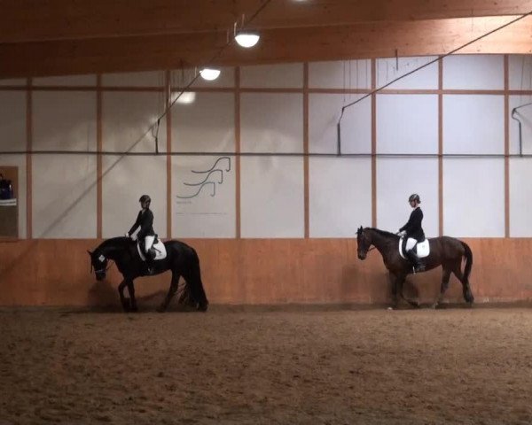 dressage horse Shakira 238 (Oldenburg, 1998, from Noble Roi xx)