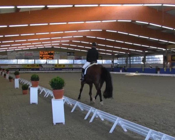 dressage horse Royal Dream 10 (Oldenburg, 1998, from Rohdiamant)