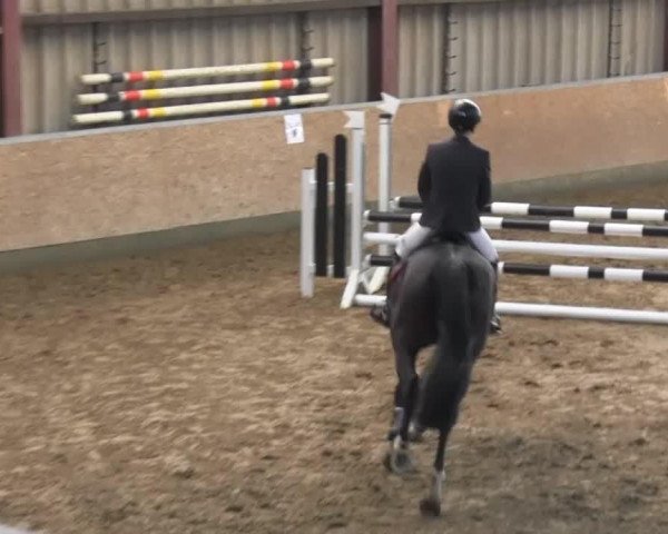 broodmare Greta 76 (Oldenburg, 1999, from Luxus)
