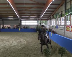 broodmare Argentina T1 (Oldenburg, 1997, from Argentinus)