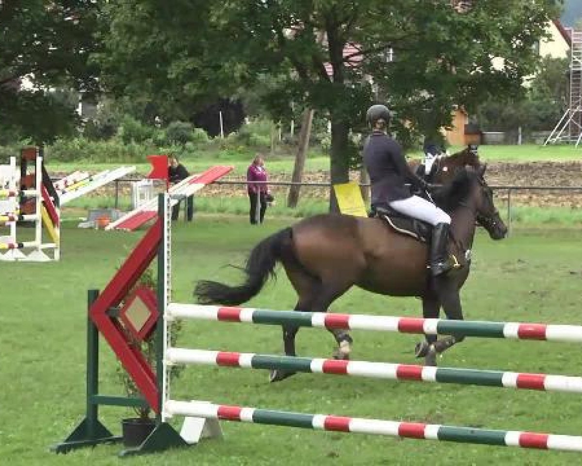 jumper Calimero S 2 (Oldenburg, 1991, from Cordano)