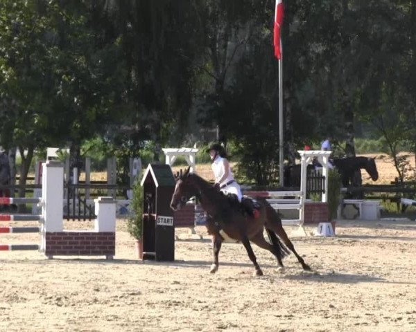 broodmare Little Lady F (Oldenburg, 1996, from Lacros)