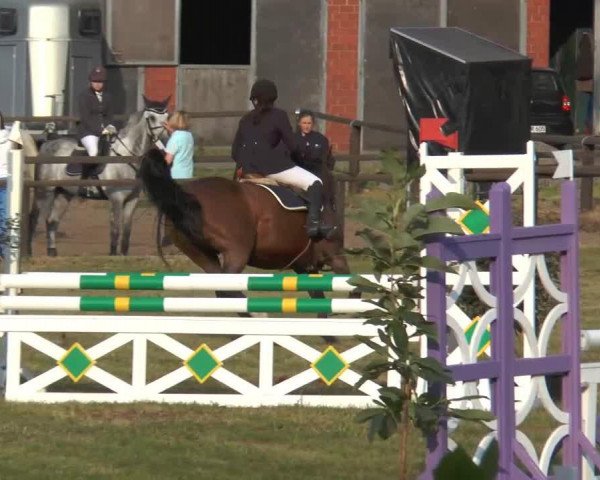 broodmare Parina (Oldenburg, 1997, from Rouletto)