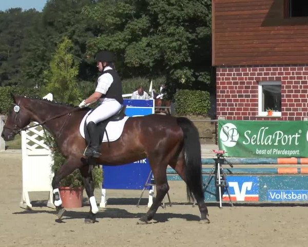 dressage horse Calla 11 (Hanoverian, 1994, from Caletto I)